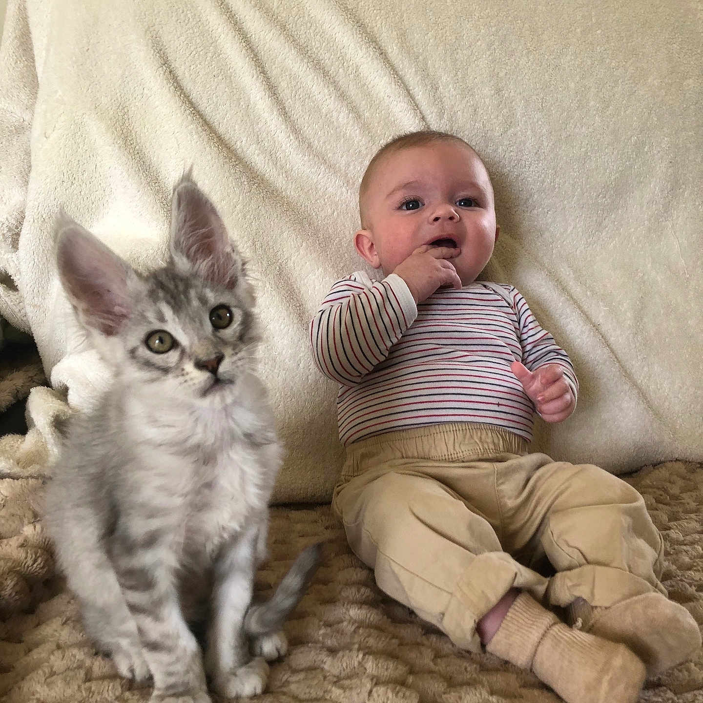 Julien a rejoint le concours — aidez-le/la à gagner de superbes lots ! animal, baby, blanket, cat, child, cozy, cute, face, furry, indoor, infant, kitten, pants, pet, portrait, sitting, socks, soft, striped_shirt, young