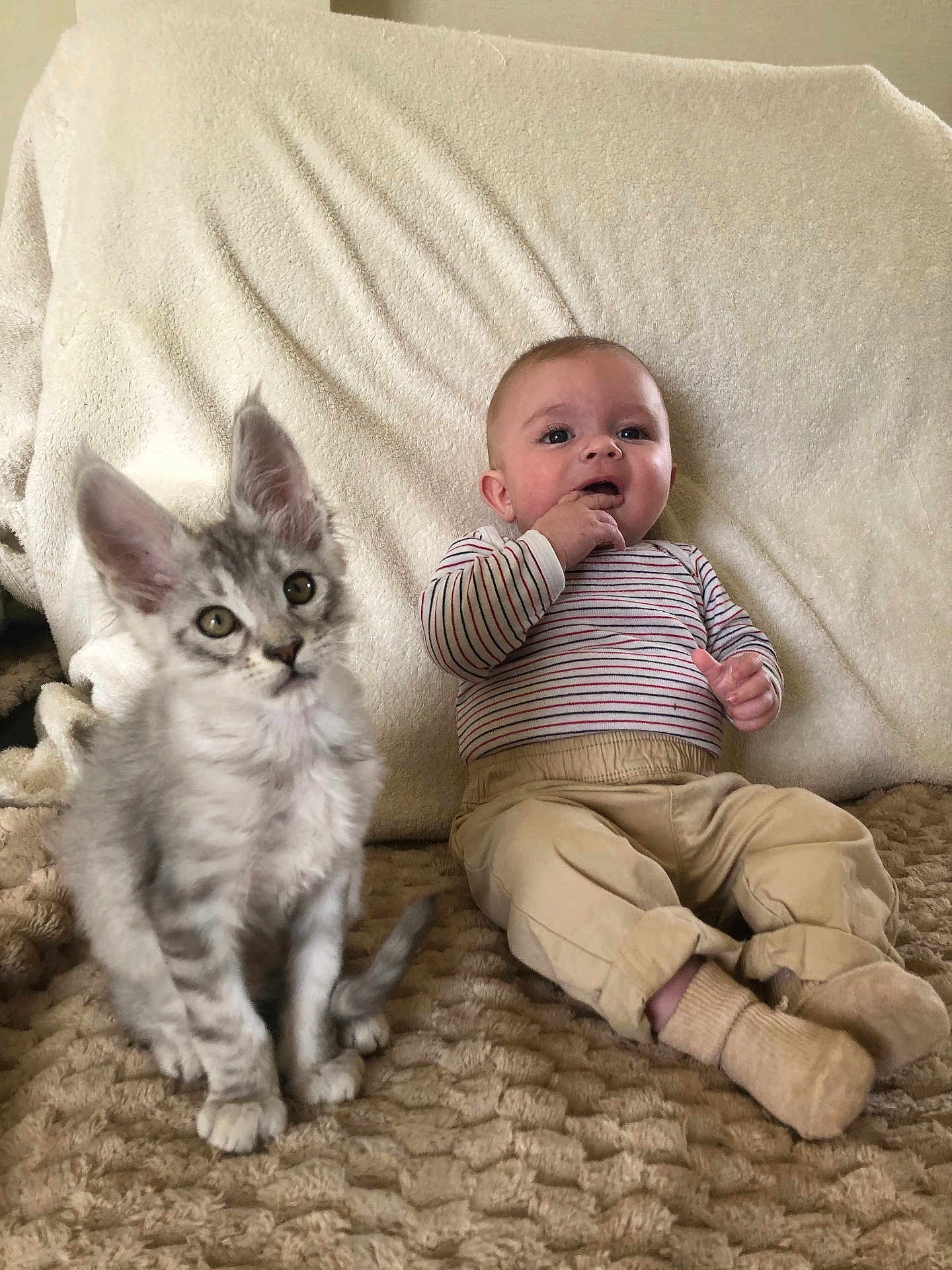 Julien a rejoint le concours — aidez-le/la à gagner de superbes lots ! animal, baby, blanket, cat, child, cozy, cute, face, furry, indoor, infant, kitten, pants, pet, portrait, sitting, socks, soft, striped_shirt, young
