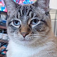 Bean joined the competition — help win amazing prizes! cat, blue_eyes, close_up, indoor, fur, whiskers, pet, animal, portrait, domestic_cat, face, ears, feline, calm, looking_at_camera, soft_light, background_blur, colorful_background, cute, mammal