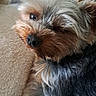 Valdy participe au concours pour gagner de l'argent avec cette photo : dog, yorkshire_terrier, pet, animal, fur, cute, sleepy, blanket, indoor, cozy, home, resting, closeup, mammal, companion, small_dog, furry, portrait, canine, relaxed