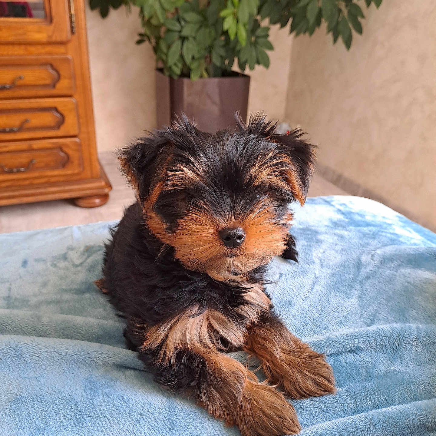 Valdy participe au concours pour gagner de l'argent avec cette photo : animal, bed, bedroom, cabinet, canine, couch, dog, drawer, furniture, hardwood, indoors, interiordesign, person, pet, plant, pottedplant, puppy, sphere, terrier, wood