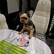 Valdy a rejoint le concours — aidez-le/la à gagner de superbes lots ! dog, yorkshire_terrier, table, birthday_candle, number_2, plate, meat_slice, indoor, chair, glass, placemat, pet, curious, small_dog, celebration, fur, animal, cute, home, furniture