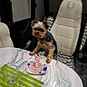 dog, yorkshire_terrier, table, birthday_candle, number_2, plate, meat_slice, indoor, chair, glass, placemat, pet, curious, small_dog, celebration, fur, animal, cute, home, furniture