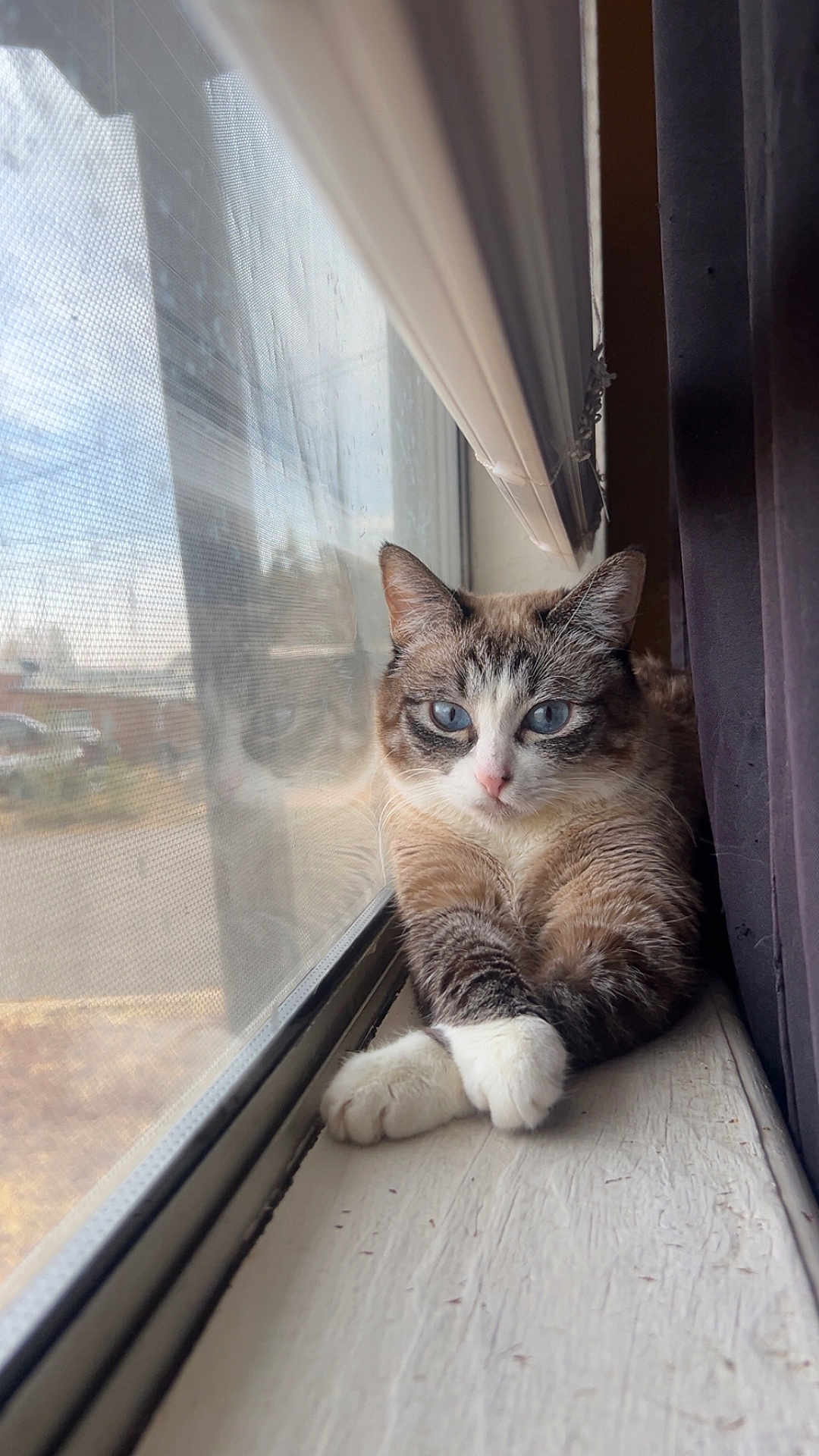 Coconut is registered to the contest to win money with this photo: cat, window, windowsill, reflection, blue_eyes, paws, curtain, indoor, pet, feline, fur, portrait, domestic_cat, whiskers, relaxed, sunlight, glass, window_screen, cozy, looking_at_camera