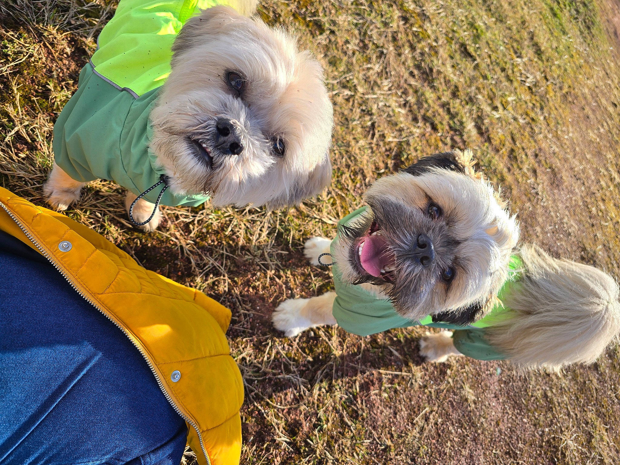 Bauer is registered to the contest to win money with this photo: canidae, carnivore, companion_dog, dog, dog_breed, dog_clothes, fawn, fur, grass, mammal, plant, plastic_bag, small_terrier, soil, sporting_group, stuffed_toy, tail, toy_dog, vertebrate, wool