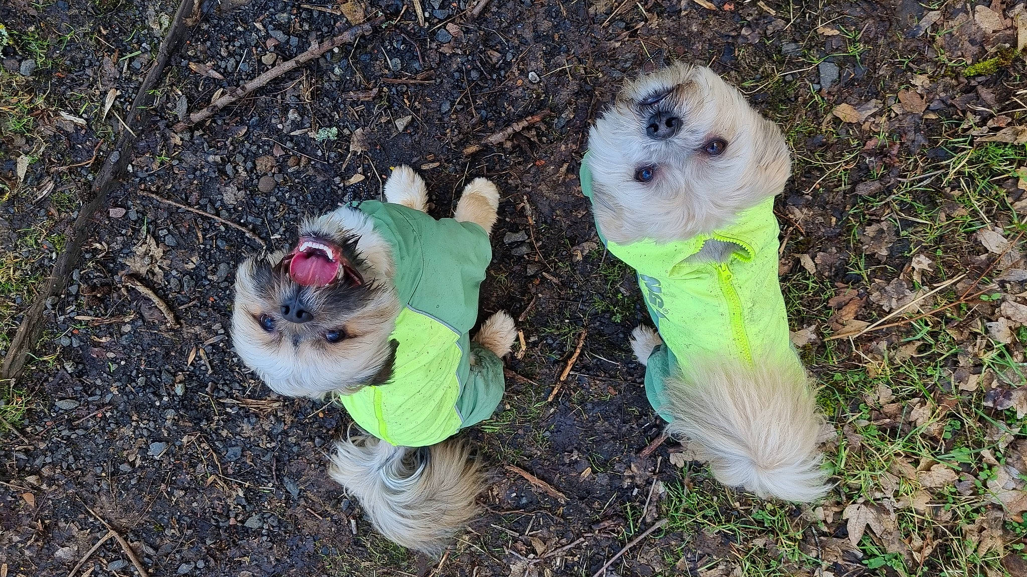 Bauer joined the competition — help win amazing prizes! canidae, carnivore, companion_dog, costume, dog_breed, dog_clothes, dog_supply, fawn, fur, grass, guinea_pig, plush, soil, sporting_group, stuffed_toy, tail, toy, toy_dog