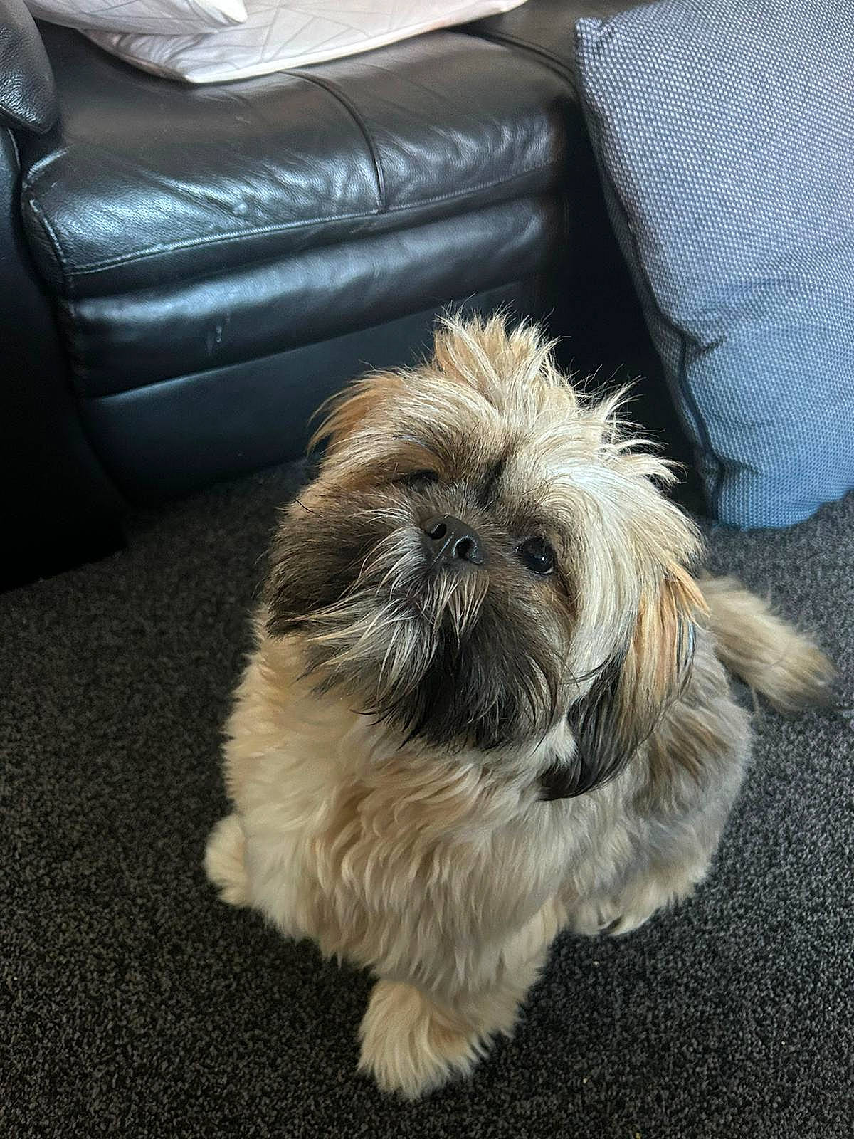 Bauer is registered to the contest to win money with this photo: canidae, carnivore, comfort, companion_dog, couch, dog, dog_breed, fawn, fur, furniture, liver, maltepoo, shih_poo, shih_tzu, small_terrier, snout, sporting_group, terrier, toy_dog, working_animal