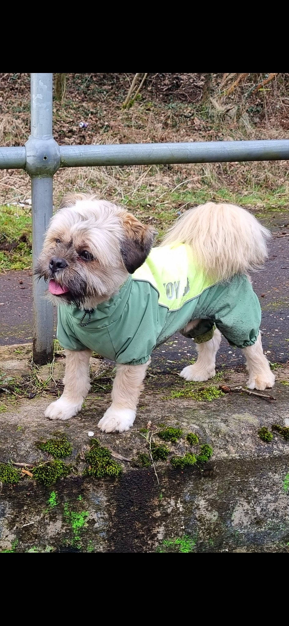 Bauer is registered to the contest to win money with this photo: canidae, carnivore, companion_dog, dog, dog_breed, dog_clothes, dog_supply, fawn, fence, fur, grass, plant, shih_tzu, small_terrier, snout, sporting_group, tail, terrier, toy_dog, working_animal