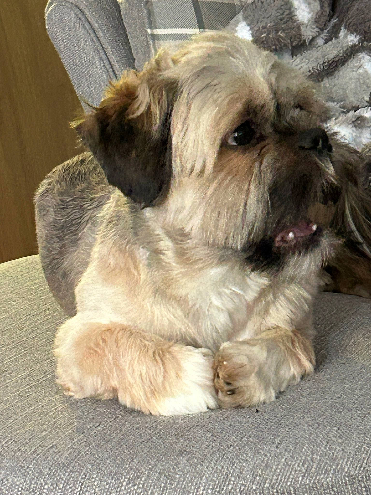 Bauer is registered to the contest to win money with this photo: biewer_terrier, canidae, carnivore, companion_dog, dog, dog_breed, dog_supply, fur, liver, maltepoo, puppy_love, shih_poo, small_terrier, snout, sporting_group, terrestrial_animal, terrier, toy_dog, working_animal, working_terrier