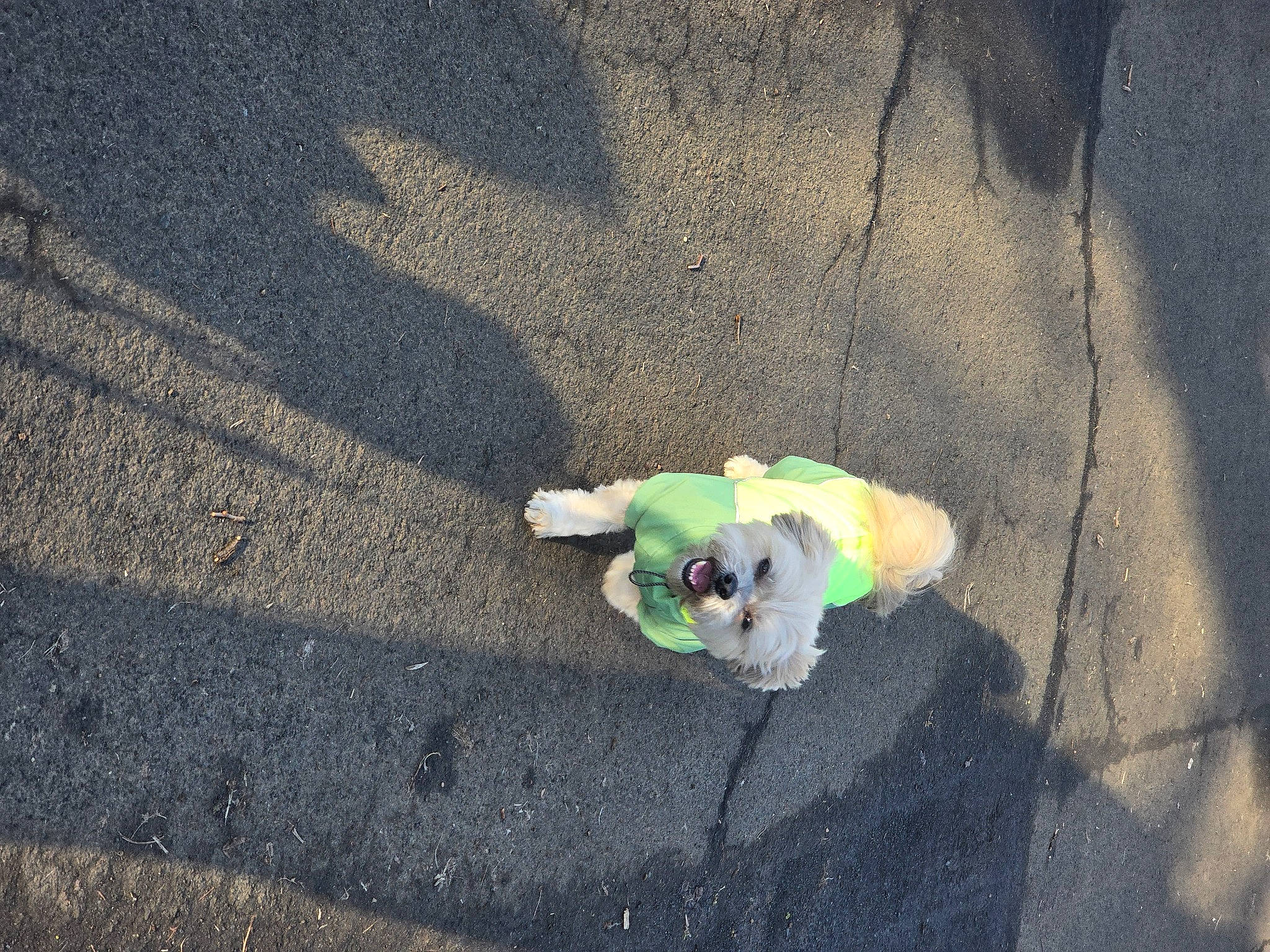 Alfie is registered to the contest to win money with this photo: art, asphalt, canidae, circle, city, concrete, grass, landscape, road, road_surface, sand, shadow, sidewalk, soil, sporting_group, sunglasses, tail, tar, tints_and_shades, toy