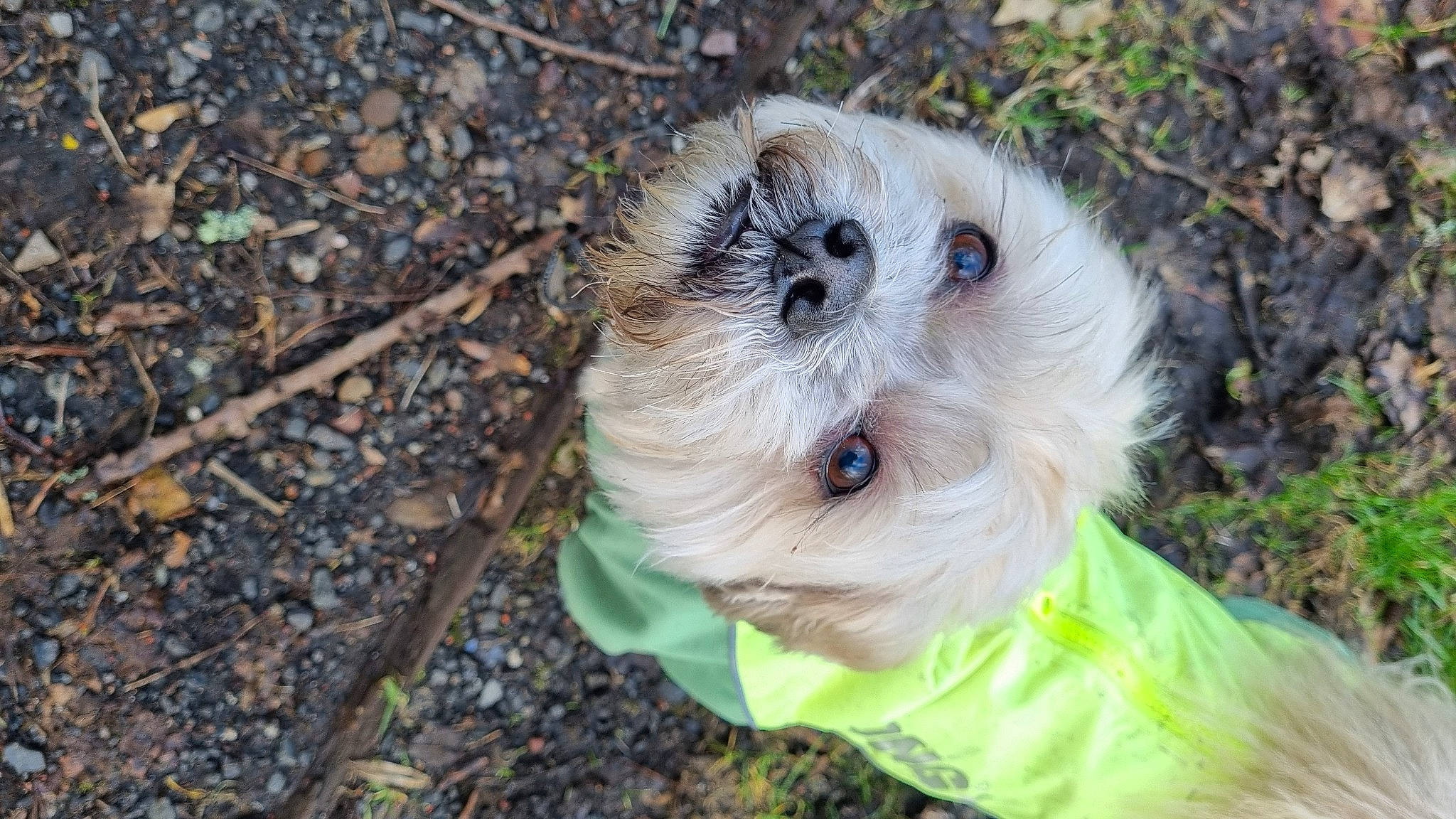 Alfie is registered to the contest to win money with this photo: canidae, carnivore, companion_dog, dog, dog_breed, dog_clothes, dog_supply, fawn, fur, grass, plant, snout, soil, stuffed_toy, terrestrial_animal, toy, toy_dog, tree, whiskers, wood