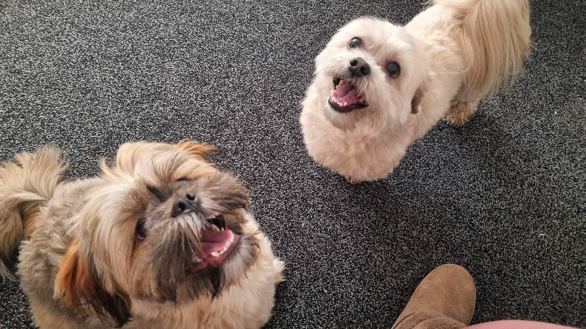 Alfie joined the competition — help win amazing prizes! canidae, carnivore, companion_dog, dog, dog_breed, fur, liver, mal_shi, maltepoo, non_sporting_group, poodle_crossbreed, shih_poo, shih_tzu, small_terrier, snout, sporting_group, terrier, toy_dog, working_animal, yorkipoo