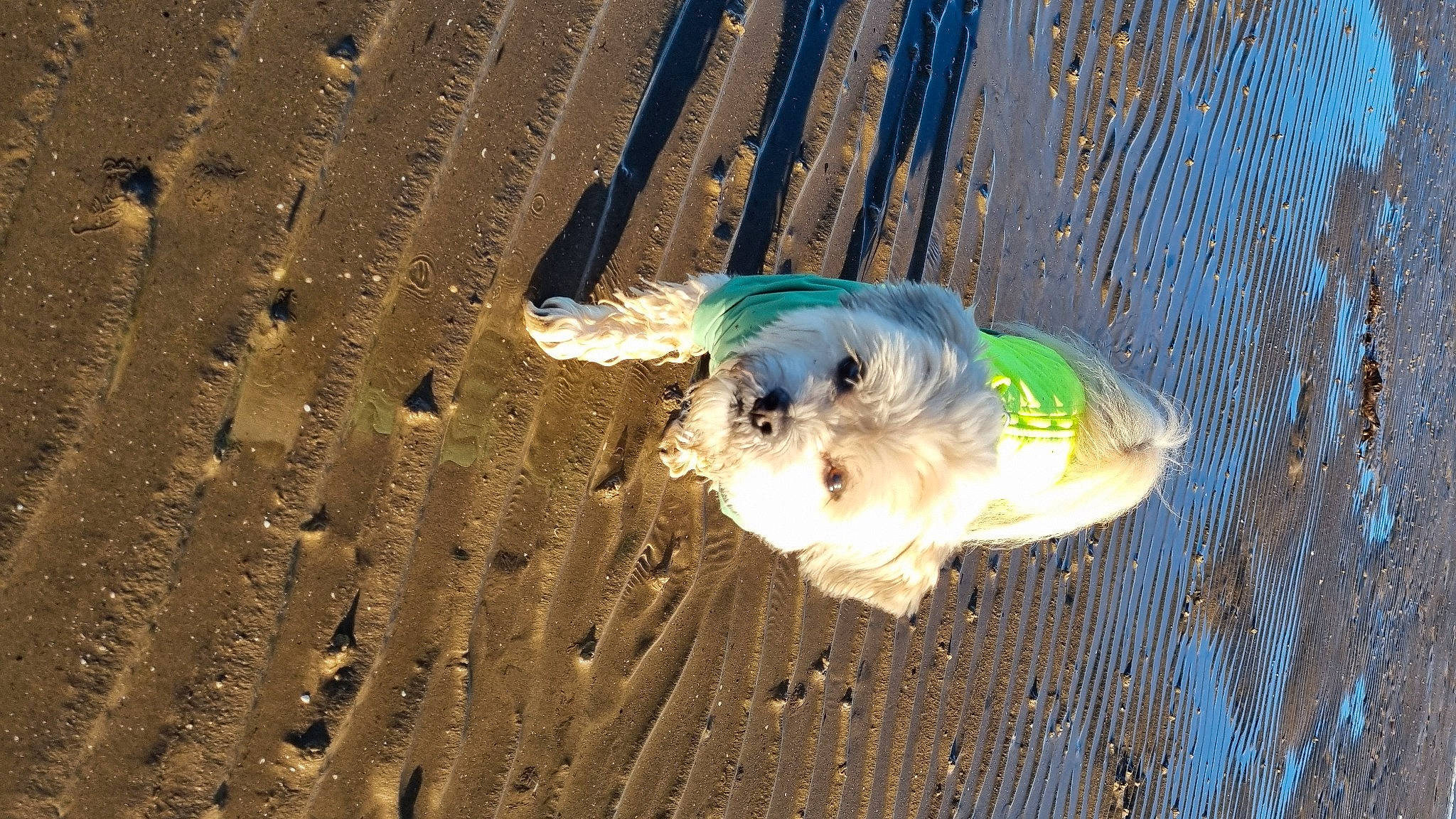 Alfie joined the competition — help win amazing prizes! beak, canidae, carnivore, companion_dog, dog, dog_breed, dog_supply, electric_blue, fawn, feather, landscape, non_sporting_group, snout, soil, sporting_group, tail, toy_dog, water, wing, wood