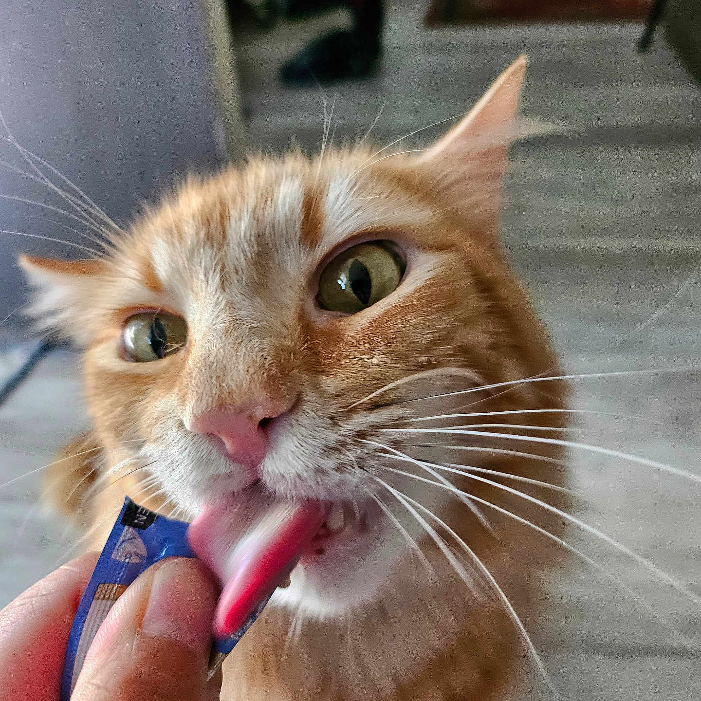 Calcifer joined the competition — help win amazing prizes! abyssinian, adult, animal, bodypart, brush, cat, device, finger, hand, hardwood, kitten, male, man, manx, mouth, person, pet, tongue, tool, wood