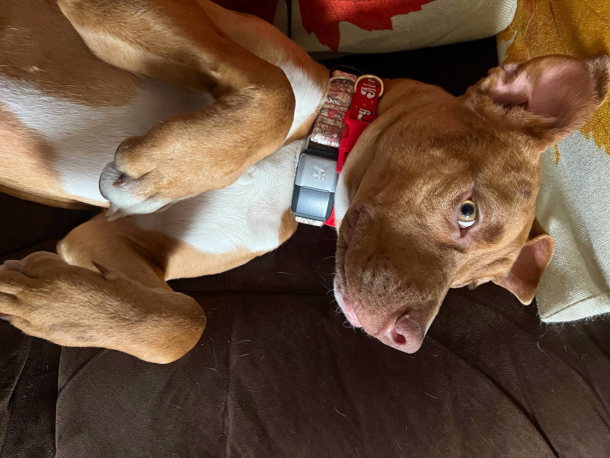 Azalea is registered to the contest to win money with this photo: canidae, carnivore, collar, companion_dog, dog, dog_breed, dog_supply, ear, fashion_accessory, fawn, foot, head, liver, mexican_hairless_dog, pet_supply, snout, sporting_group, whiskers, wood, working_animal