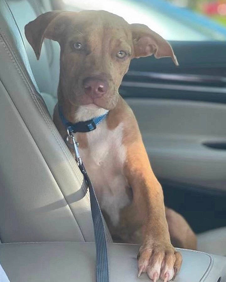 Azalea joined the competition — help win amazing prizes! auto_part, automotive_exterior, automotive_mirror, car, carnivore, collar, companion_dog, dog, dog_breed, fawn, hood, liver, snout, sporting_group, vehicle, vehicle_door, whiskers, windscreen_wiper, windshield, working_animal