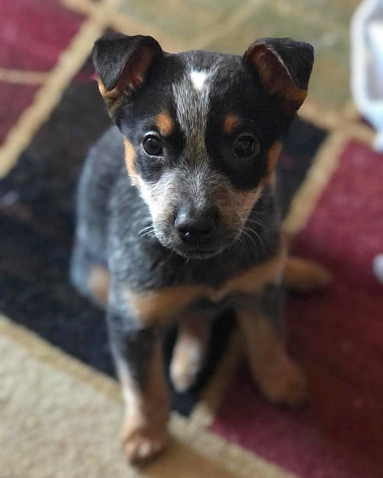 Geneva joined the competition — help win amazing prizes! carnivore, companion_dog, dog, dog_breed, fawn, fur, paw, plant, snout, terrestrial_animal, terrier, toy_dog, whiskers