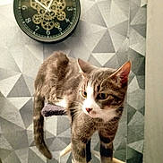 Filou a rejoint le concours — aidez-le/la à gagner de superbes lots ! animal, cat, cat_tree, clock, curious, ears, feline, furniture, geometric_pattern, gray, home, indoor, perched, pet, scratching_post, tabby_cat, tail, wall_clock, whiskers, white