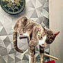 Filou participe au concours pour gagner de l'argent avec cette photo : animal, cat, clock, curious, domestic, ears, feline, fur, geometric_pattern, gray_cat, household, indoor, looking, perch, pet, scratching_post, tail, wallpaper, whiskers, white_cat