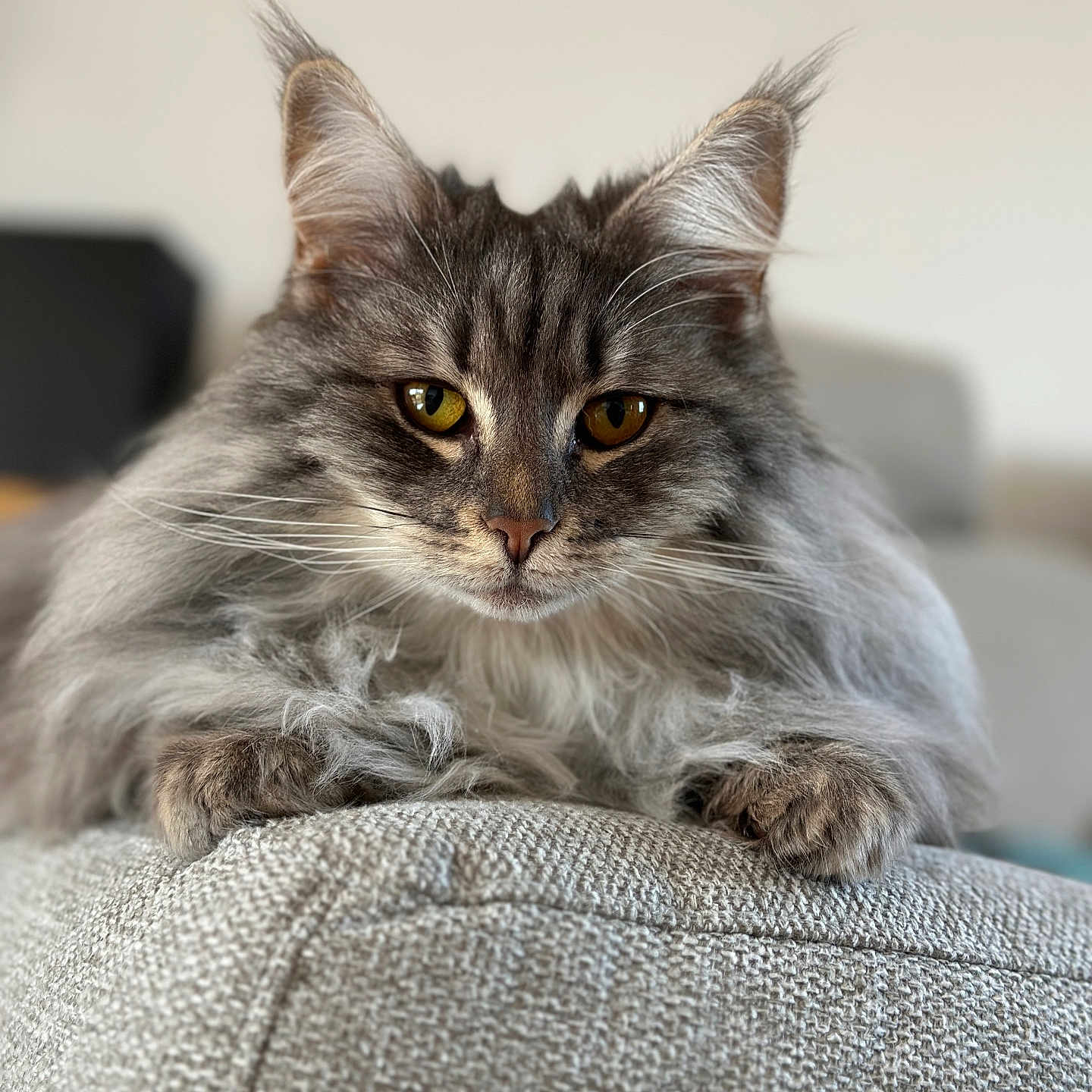Targa a rejoint le concours — aidez-le/la à gagner de superbes lots ! abyssinian, angora, animal, architecture, armchair, building, cat, chair, couch, cushion, furniture, homedecor, indoors, kitten, linen, livingroom, manx, pet, room, siamese