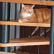 Oups a rejoint le concours — aidez-le/la à gagner de superbes lots ! cat, orange_tabby, staircase, wood, indoor, pet, feline, relaxed, animal, house, stairs, resting, curious, side_view, calm, domestic_cat, vertical_bars, home_interior, sitting, fur