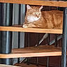 cat, orange_tabby, staircase, wood, indoor, pet, feline, relaxed, animal, house, stairs, resting, curious, side_view, calm, domestic_cat, vertical_bars, home_interior, sitting, fur