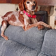 Bella a rejoint le concours — aidez-le/la à gagner de superbes lots ! dog, couch, red_collar, living_room, fireplace, brick_wall, gray_furniture, pet, indoor, relaxed, canine, furniture, decor, animal, resting, house, cozy, comfort, mammal, domestic