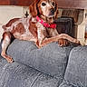 dog, couch, red_collar, living_room, fireplace, brick_wall, gray_furniture, pet, indoor, relaxed, canine, furniture, decor, animal, resting, house, cozy, comfort, mammal, domestic