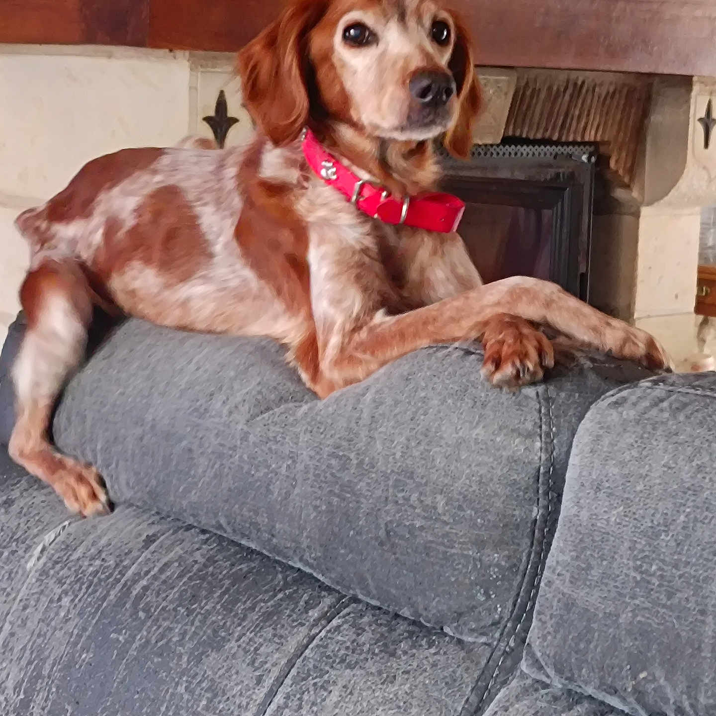 Bella