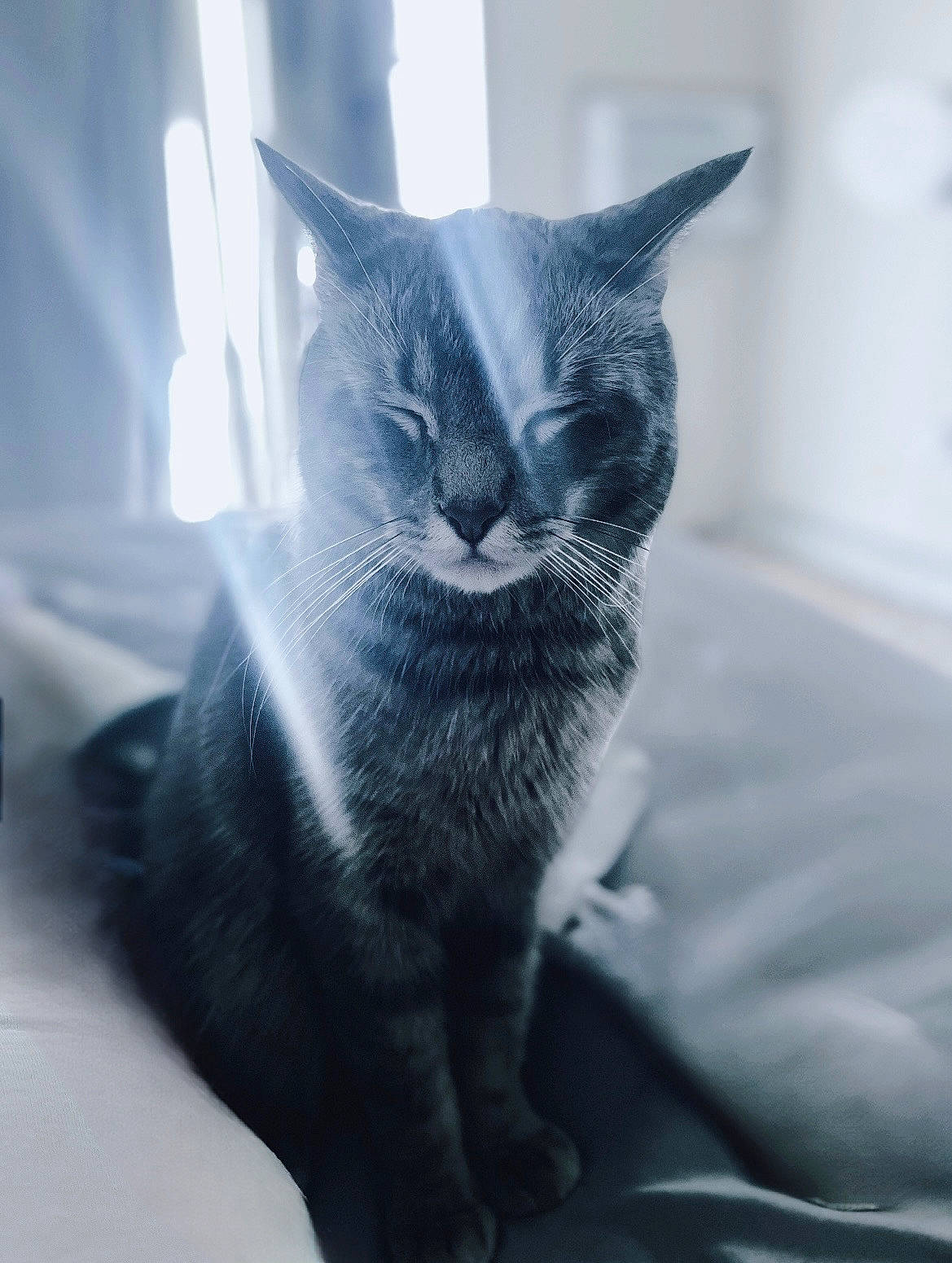 Bully joined the competition — help win amazing prizes! black_cat, carnivore, cat, claw, comfort, domestic_short_haired_cat, ear, eye, felidae, fur, grey, leg, monochrome_photography, paw, room, small_to_medium_sized_cats, snout, tail, whiskers, window