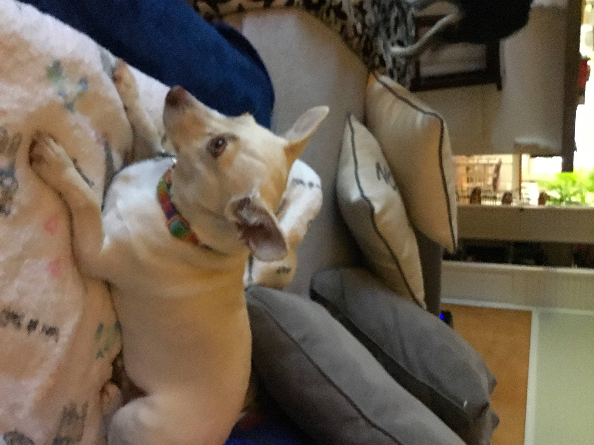 Lady Gaga joined the competition — help win amazing prizes! canidae, carnivore, collar, comfort, companion_dog, dog, dog_breed, dog_collar, fawn, fur, houseplant, non_sporting_group, plant, sporting_group, tail, terrestrial_animal, toy_dog, whiskers, working_animal