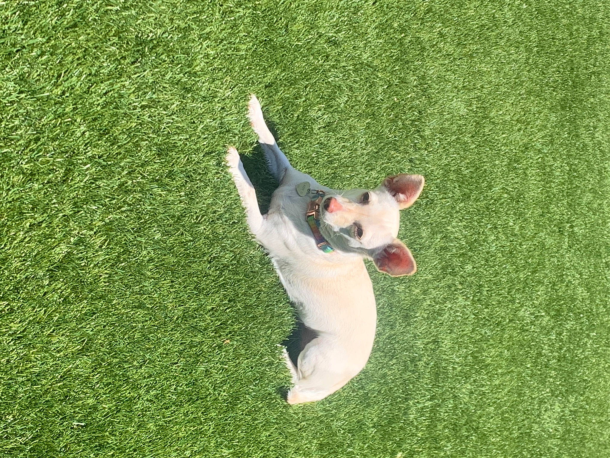 Lady Gaga joined the competition — help win amazing prizes! artificial_turf, ball, canidae, carnivore, companion_dog, dog, dog_breed, fawn, flooring, grass, grassland, happy, lawn, leisure, people_in_nature, snout, sporting_group, tail, toy, toy_dog