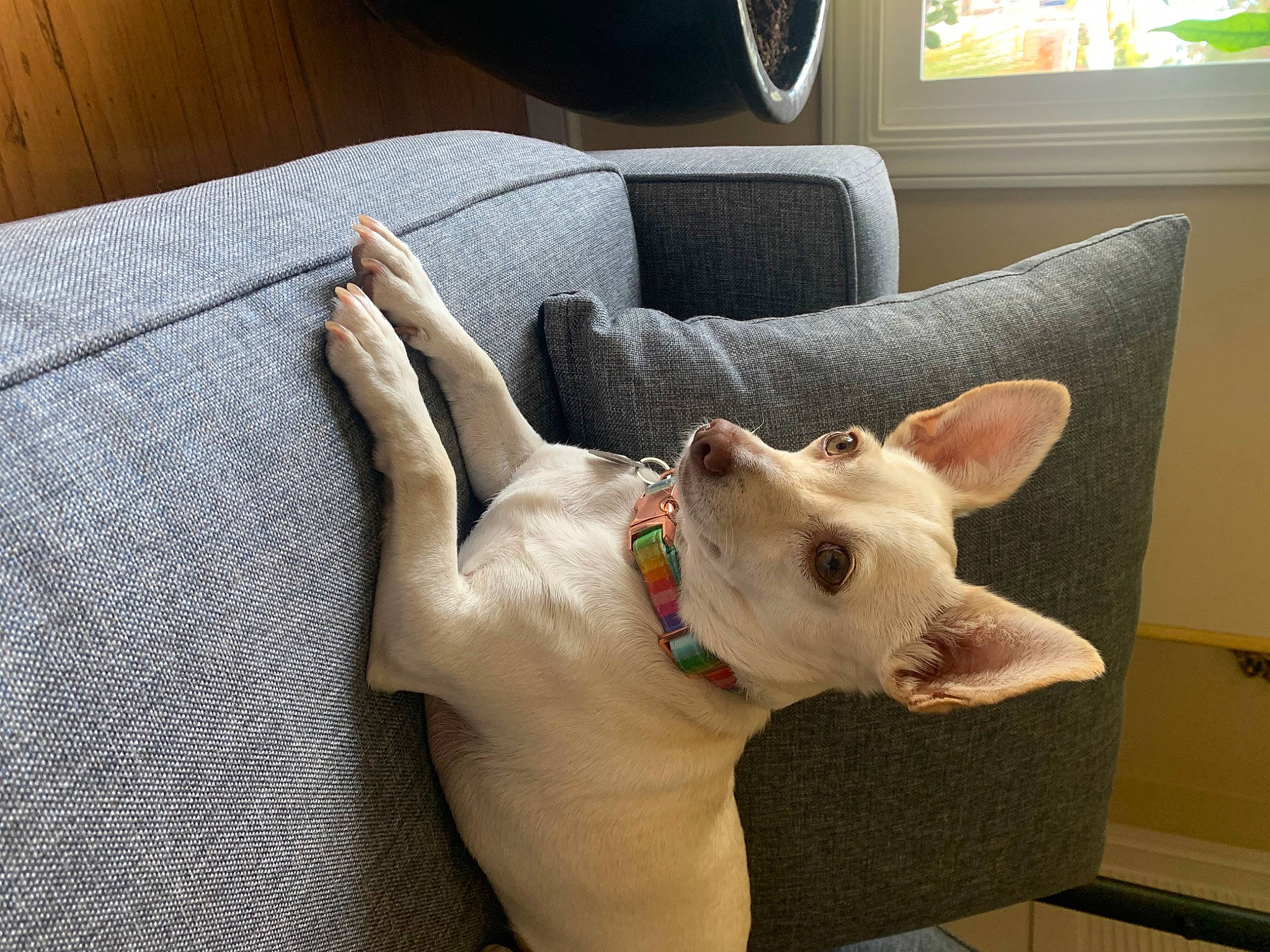 Lady Gaga joined the competition — help win amazing prizes! canidae, carnivore, comfort, companion_dog, couch, dog, dog_breed, ear, fawn, felidae, non_sporting_group, slipcover, snout, sporting_group, tail, terrestrial_animal, whiskers, window, wood, working_animal