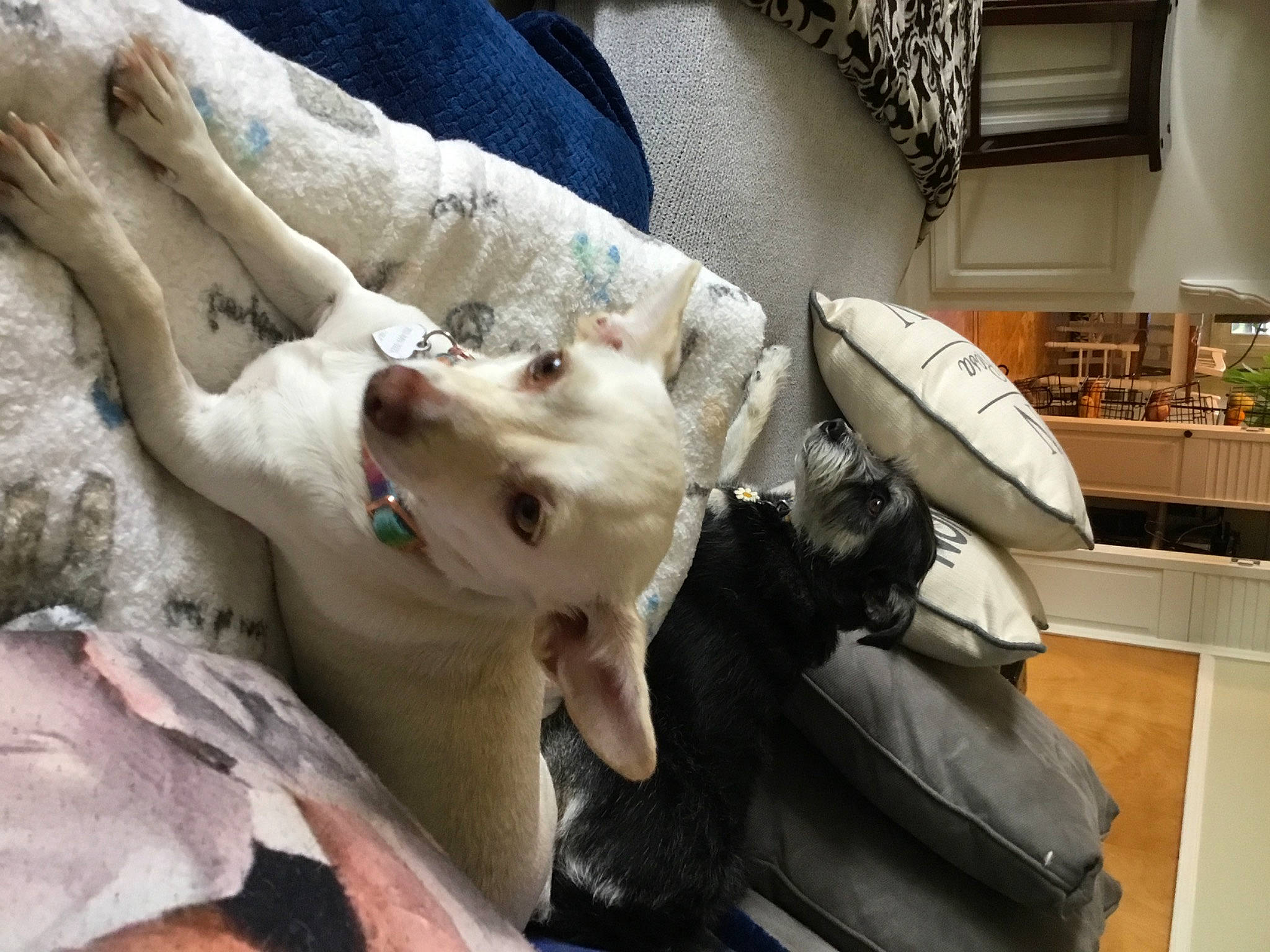 Lady Gaga is registered to the contest to win money with this photo: bag, canidae, carnivore, comfort, companion_dog, dog, dog_breed, fawn, felidae, fur, luggage_and_bags, non_sporting_group, plant, small_to_medium_sized_cats, sporting_group, working_animal