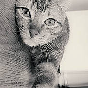 Milo participe au concours pour gagner de l'argent avec cette photo : animal, black_and_white, blurry_background, bottles, cat, close_up, curious, ears, eyes, fur, home, indoor, paw, pet, portrait, relaxed, stretching, table, whiskers, wooden_floor