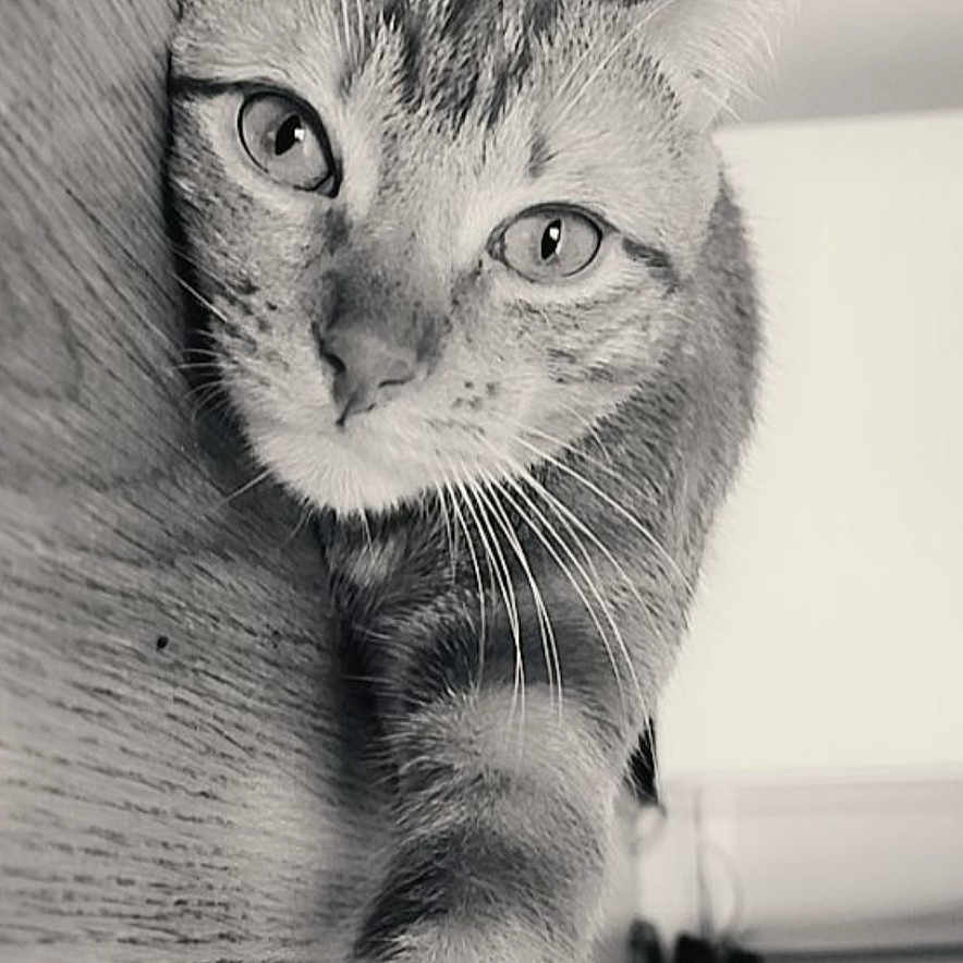 Milo participe au concours pour gagner de l'argent avec cette photo : animal, black_and_white, blurry_background, bottles, cat, close_up, curious, ears, eyes, fur, home, indoor, paw, pet, portrait, relaxed, stretching, table, whiskers, wooden_floor
