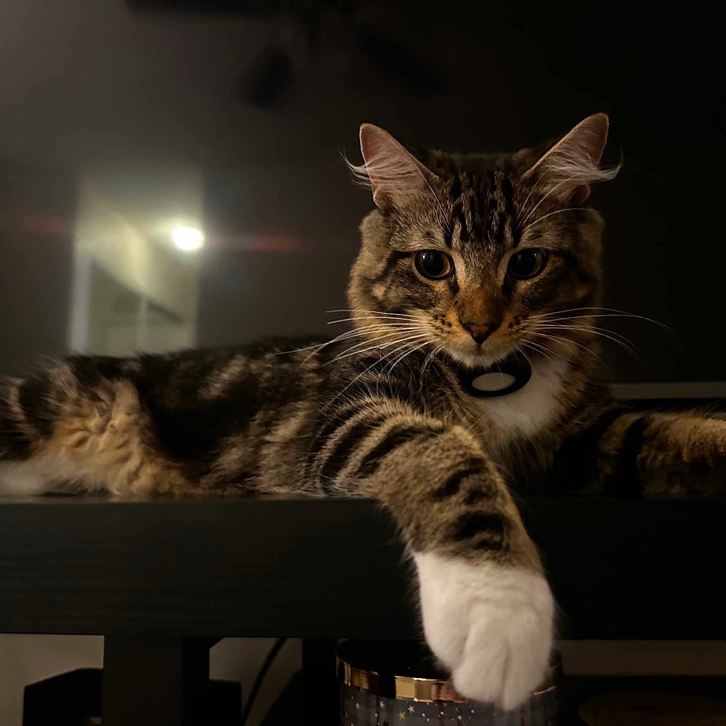 Taz joined the competition — help win amazing prizes! abyssinian, animal, architecture, building, cat, computer, couch, electronics, furniture, hardwood, indoors, kitten, laptop, livingroom, manx, pc, pet, room, shelf, wood