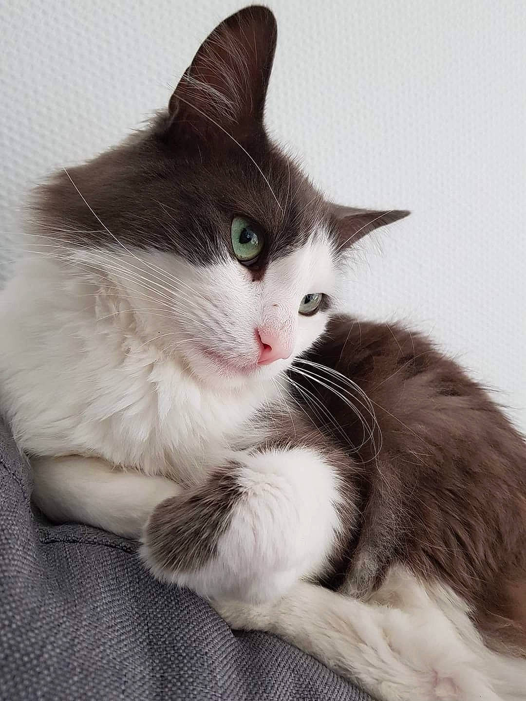 Bidule participe au concours pour gagner de l'argent avec cette photo : carnivore, cat, claw, comfort, domestic_short_haired_cat, felidae, flooring, foot, fur, grey, monochrome, monochrome_photography, paw, sitting, small_to_medium_sized_cats, snout, tail, whiskers