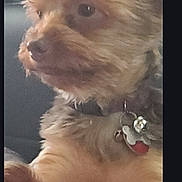 Chewbacca joined the competition — help win amazing prizes! dog, small_dog, fluffy, pet, collar, tag, close_up, indoor, portrait, animal, companion, cute, fur, face, expression, messaging_app, smartphone_screen, photo, canine, domestic_animal