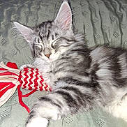 Wakoo participe au concours pour gagner de l'argent avec cette photo : animal, bed, blanket, cat, closeup, cozy, cute, domestic_cat, feline, fur, indoor, kitten, paw, pet, relaxation, resting, sleeping, soft, toy, whiskers