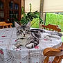 books, cabinet, cat, chair, curtains, domestic, feline, floral_pattern, greenery, home, indoor, pet, plant, relaxed, sunlight, tabby_cat, table, tablecloth, window, wooden_chair