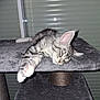 Wakoo a rejoint le concours — aidez-le/la à gagner de superbes lots ! blinds, cat, cat_tree, cozy, cute, ears, feline, fur, gray_tabby, indoor, kitten, paw, pet, platform, relaxed, resting, sleeping, soft, whiskers, window