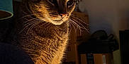 Milo joined the competition — help win amazing prizes! animal, box, cat, closeup, cozy, curious, domestic_animal, feline, furniture, home, indoor, lamp, pet, portrait, shadow, soft_light, tabby, warm_tone, whiskers, window