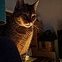 animal, box, cat, closeup, cozy, curious, domestic_animal, feline, furniture, home, indoor, lamp, pet, portrait, shadow, soft_light, tabby, warm_tone, whiskers, window