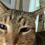 Milo is registered to the contest to win money with this photo: animal, blurred, cat, close_up, decor, domestic_animal, ears, eye, face, feline, fur, house, indoor, muzzle, pet, picture_frame, portrait, tabby_cat, wall, whiskers