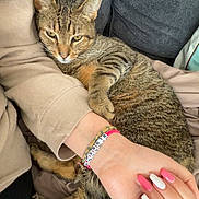 Milo is registered to the contest to win money with this photo: animal, blanket, bracelet, cat, clothing, comfort, couch, cozy, fur, furniture, hand, indoor, nail_polish, paw, person, pet, relaxed, resting, snuggling, tabby_cat