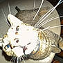 Milo joined the competition — help win amazing prizes! animal, brown, cat, close_up, collar, curious, domestic_cat, face, flash, fur, furniture, indoor, night, overexposed, pet, striped, table, whisker_beams, whiskers, wooden_chair