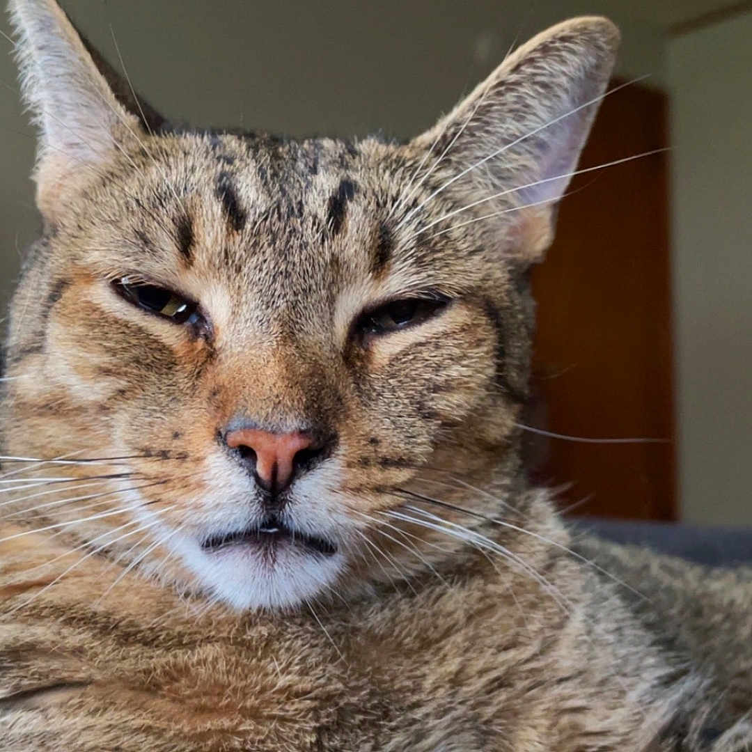 Milo joined the competition — help win amazing prizes! animal, cat, close_up, cute, domestic_animal, ears, expression, face, feline, fur, indoor, mammal, nose, pet, portrait, relaxed, resting, sleepy, tabby, whiskers