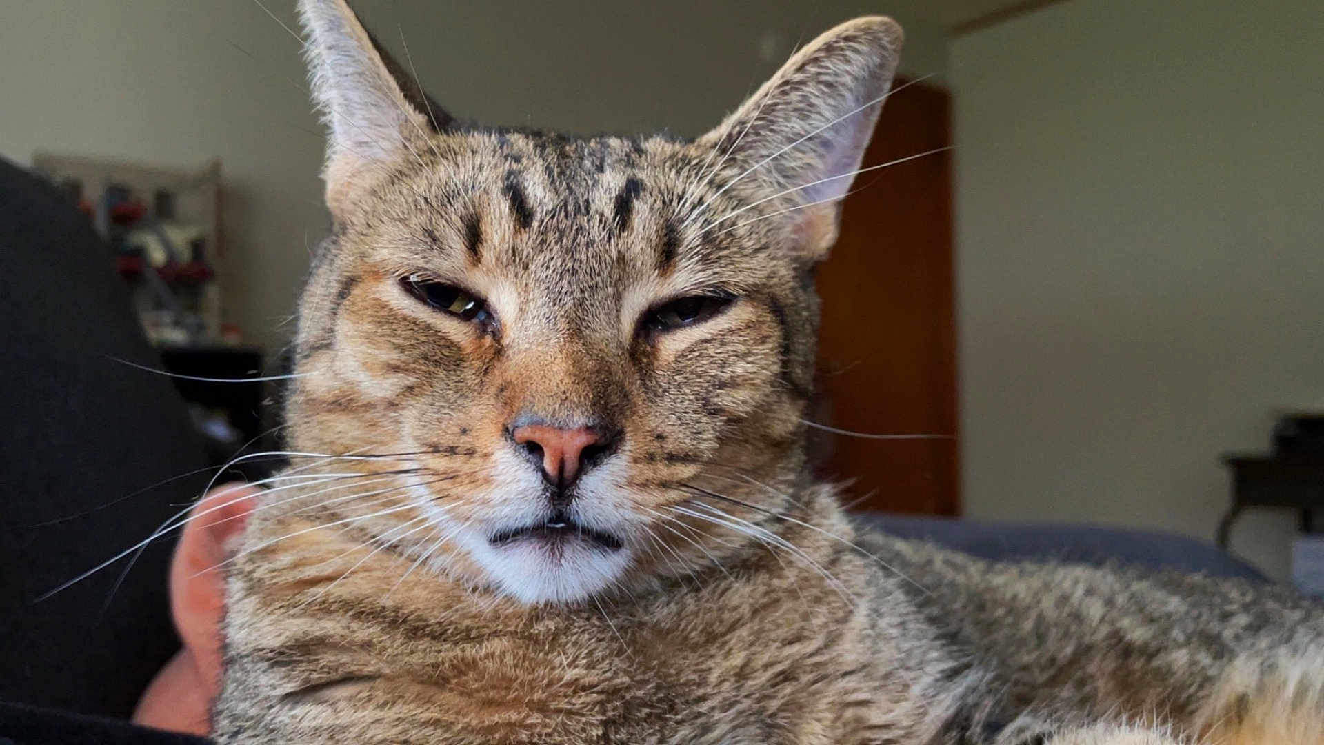 Milo