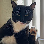 Gertrude joined the competition — help win amazing prizes! cat, black_and_white, tuxedo_cat, paw, whiskers, indoor, pet, animal, sitting, feline, raised_paw, close_up, portrait, window_blinds, soft_light, fur, cute, domestic_cat, relaxed, home